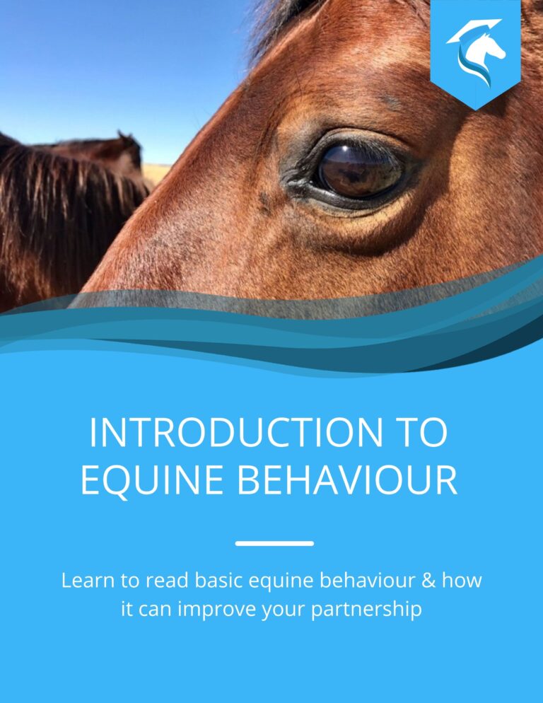 equine behaviour dissertation ideas